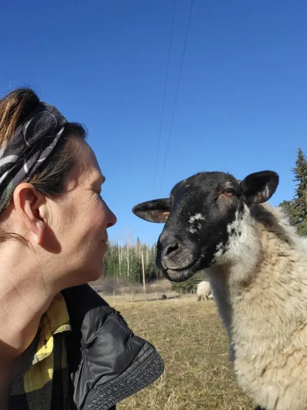 100% Grass-Fed Live Ewes — Raised Naturally on Our Farm