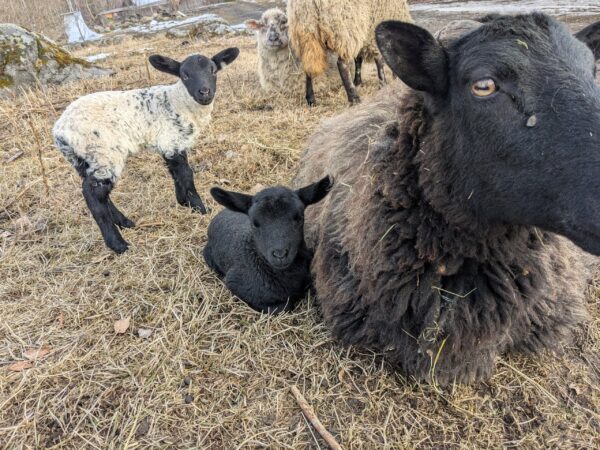 100% Grass-Fed Live Lambs — Raised Naturally on Our Farm - Image 7