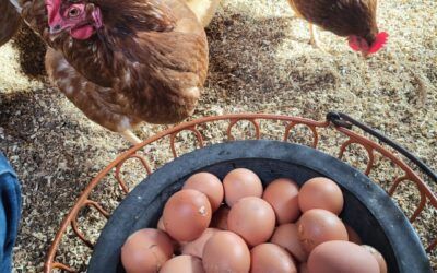 Opening Farm Stand Day – 2026